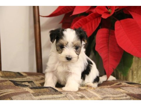 Morkie